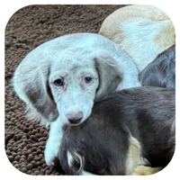 Puddles ... AKC, a female Miniature Dachshund for sale in Smithville, TN – 2 of 10