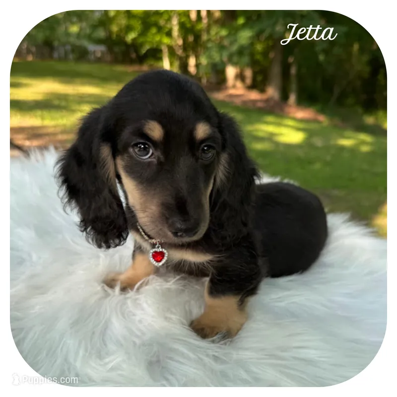 Jetta ... AKC – Miniature Dachshund puppy for sale in Smithville, TN