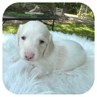 Marshmellow ... AKC, a male Miniature Dachshund for sale in Smithville, TN – 4 of 10