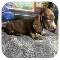 Loki ... AKC, a male Miniature Dachshund for sale in Smithville, TN – 6 of 10