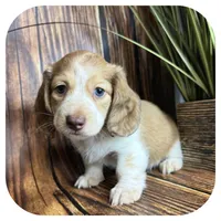 Odessa ... AKC, a female Miniature Dachshund for sale in Smithville, TN – 2 of 8