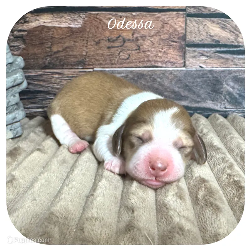 Odessa ... AKC – Miniature Dachshund puppy for sale in Smithville, TN