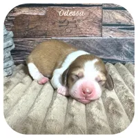 Odessa ... AKC, a female Miniature Dachshund for sale in Smithville, TN – 1 of 8