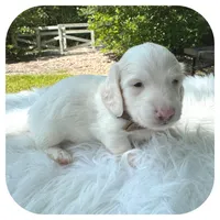 Marshmellow ... AKC, a male Miniature Dachshund for sale in Smithville, TN – 2 of 10