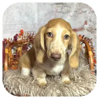 Odessa ... AKC, a female Miniature Dachshund for sale in Smithville, TN – 5 of 10