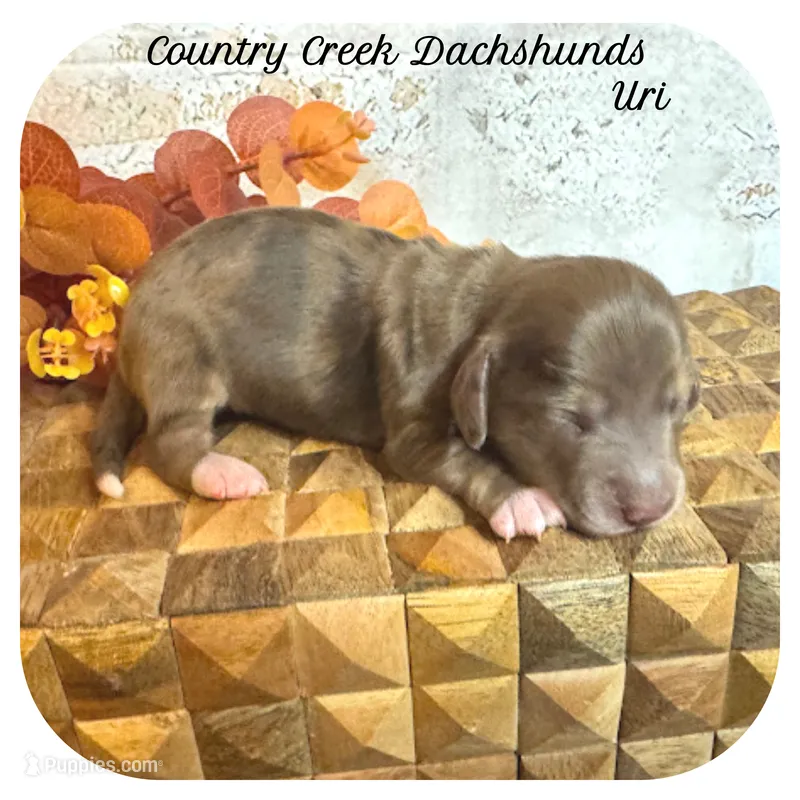 Uri ... AKC – Miniature Dachshund puppy for sale in Smithville, TN