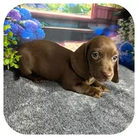 Lindy ... AKC, a female Miniature Dachshund for sale in Smithville, TN – 3 of 9