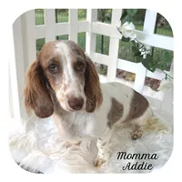Ulla ... AKC, a female Miniature Dachshund for sale in Smithville, TN – 2 of 3