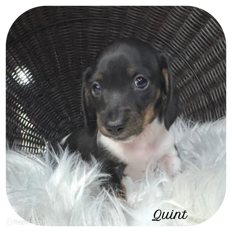 Quint ... AKC – Miniature Dachshund puppy for sale in Smithville, TN