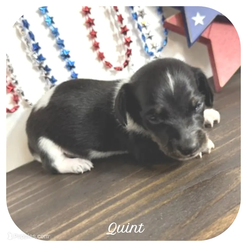 Quint ... AKC – Miniature Dachshund puppy for sale in Smithville, TN