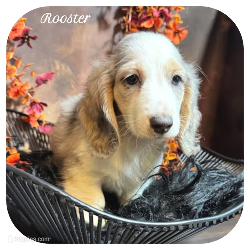 Rooster ... AKC – Miniature Dachshund puppy for sale in Smithville, TN