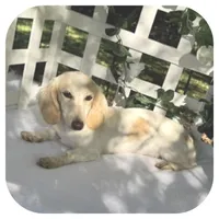 Kaeli ... AKC, a female Miniature Dachshund for sale in Smithville, TN – Photo 4 of 10