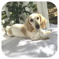 Kaeli ... AKC, a female Miniature Dachshund for sale in Smithville, TN – Photo 3 of 10