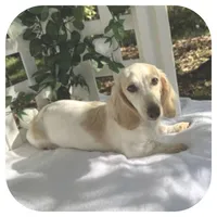 Kaeli ... AKC, a female Miniature Dachshund for sale in Smithville, TN – Photo 6 of 10