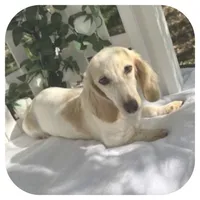 Kaeli ... AKC, a female Miniature Dachshund for sale in Smithville, TN – Photo 8 of 10