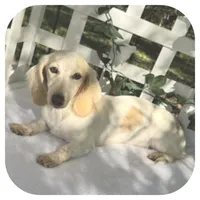 Kaeli ... AKC, a female Miniature Dachshund for sale in Smithville, TN – Photo 1 of 10