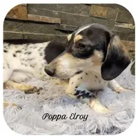 Kaeli ... AKC, a female Miniature Dachshund for sale in Smithville, TN – Photo 10 of 10