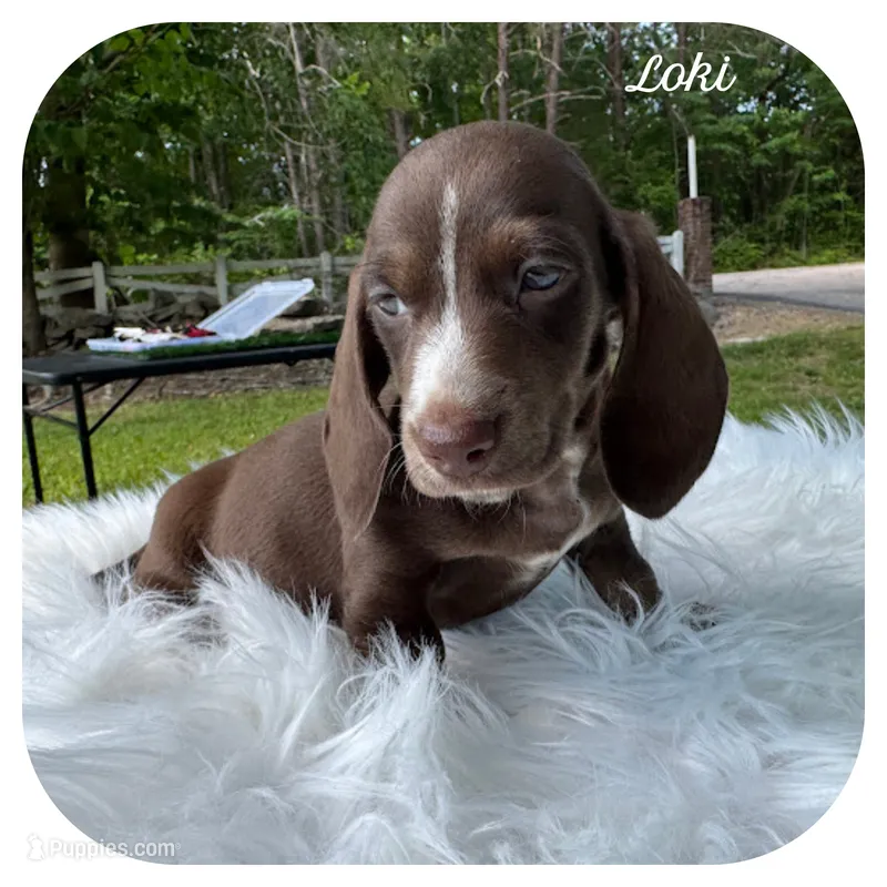 Loki ... AKC – Miniature Dachshund puppy for sale in Smithville, TN