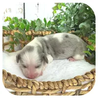 Rooster ... AKC, a male Miniature Dachshund for sale in Smithville, TN – 4 of 9
