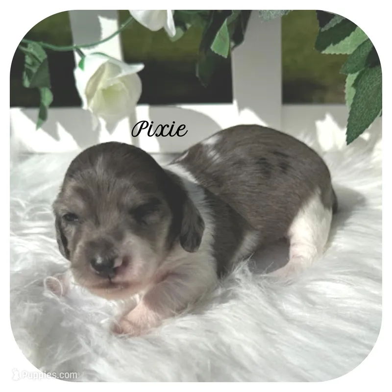 Pixie ... AKC – Miniature Dachshund puppy for sale in Smithville, TN