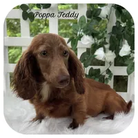 Puddles ... AKC, a female Miniature Dachshund for sale in Smithville, TN – 9 of 10