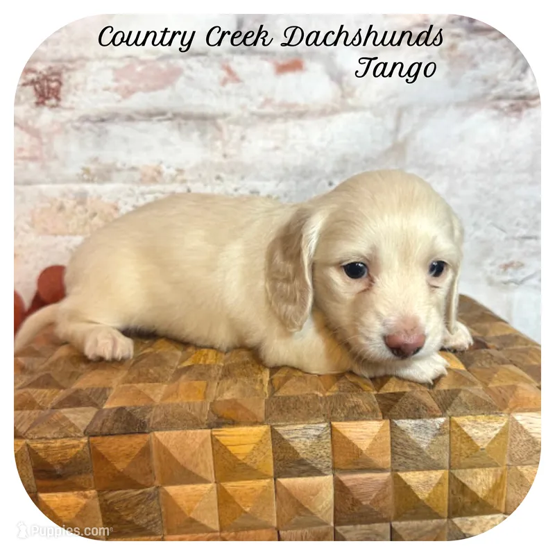 Tango ... AKC – Miniature Dachshund puppy for sale in Smithville, TN