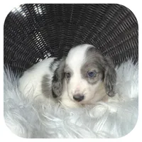 Rocket ... AKC, a male Miniature Dachshund for sale in Smithville, TN – 3 of 8