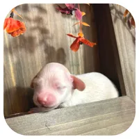Tango ... AKC, a male Miniature Dachshund for sale in Smithville, TN – 3 of 9