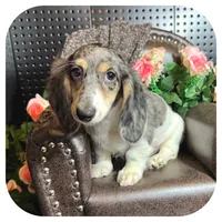 Pudge ... AKC, a male Miniature Dachshund for sale in Smithville, TN – 7 of 10