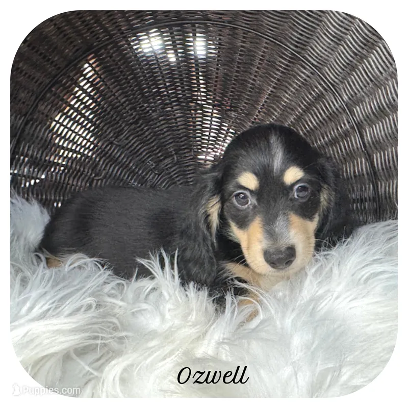 Ozwell ... AKC – Miniature Dachshund puppy for sale in Smithville, TN