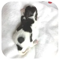 Intro ... AKC, a male Miniature Dachshund for sale in Smithville, TN – Photo 6 of 9