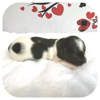 Intro ... AKC, a male Miniature Dachshund for sale in Smithville, TN – Photo 9 of 9