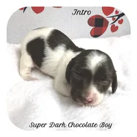 Intro ... AKC, a male Miniature Dachshund for sale in Smithville, TN – Photo 1 of 9