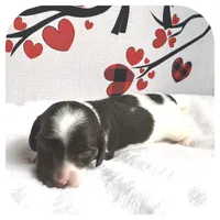 Intro ... AKC, a male Miniature Dachshund for sale in Smithville, TN – Photo 5 of 9