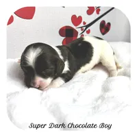 Intro ... AKC, a male Miniature Dachshund for sale in Smithville, TN – Photo 2 of 9