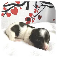 Intro ... AKC, a male Miniature Dachshund for sale in Smithville, TN – Photo 7 of 9