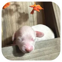 Tango ... AKC, a male Miniature Dachshund for sale in Smithville, TN – 5 of 9