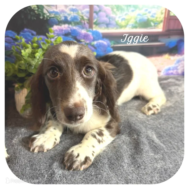 Iggie ... AKC – Miniature Dachshund puppy for sale in Smithville, TN