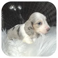 Rooster ... AKC, a male Miniature Dachshund for sale in Smithville, TN – 4 of 8