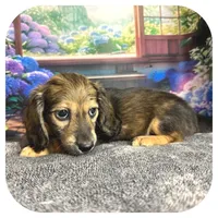Kimba ... AKC, a female Miniature Dachshund for sale in Smithville, TN – 5 of 10