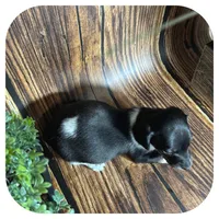 Quint ... AKC, a male Miniature Dachshund for sale in Smithville, TN – 4 of 8