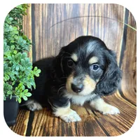 Ozwell ... AKC, a male Miniature Dachshund for sale in Smithville, TN – 6 of 8