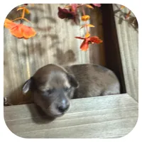 Trip ... AKC, a male Miniature Dachshund for sale in Smithville, TN – 3 of 10