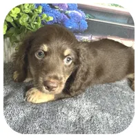 Kai ... AKC, a male Miniature Dachshund for sale in Smithville, TN – 5 of 9