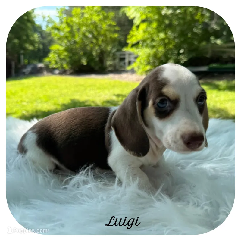 Luigi ... AKC – Miniature Dachshund puppy for sale in Smithville, TN