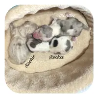 Rocket ... AKC, a male Miniature Dachshund for sale in Smithville, TN – 8 of 8