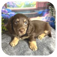 Kai ... AKC, a male Miniature Dachshund for sale in Smithville, TN – 3 of 9