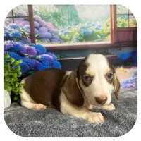 Luigi ... AKC, a male Miniature Dachshund for sale in Smithville, TN – 2 of 10
