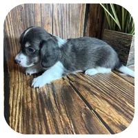 Porkchop ... AKC Pet, a male Miniature Dachshund for sale in Smithville, TN – 2 of 8