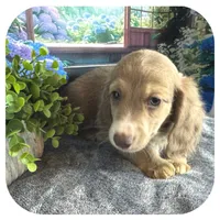 Jabber ... AKC, a male Miniature Dachshund for sale in Smithville, TN – 5 of 10